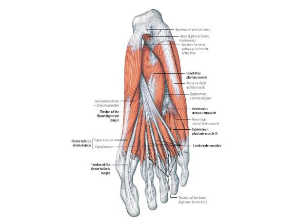 Fibres musculaires du pied d'un enfant Fibres musculaires du pied d'un enfant