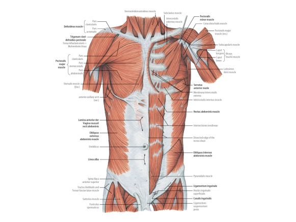 Fibres musculaires du buste d'un enfant Fibres musculaires du buste d'un enfant