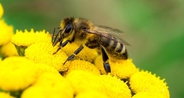 L'histoire de nos abeilles... L'histoire de nos abeilles...